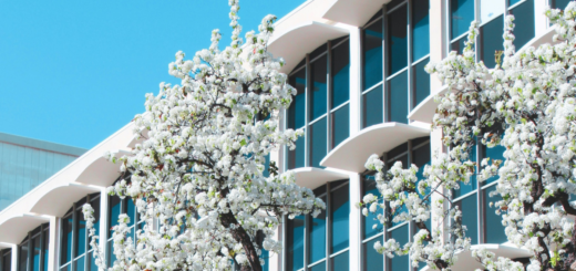 California State University